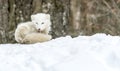 It`s nap time for this Arctic fox in seasonal moulting