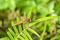 Dragonfly on the Leaf