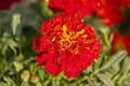 French Marigold Flower in the garden