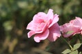 Pink Rose at Garden with Green Leaf
