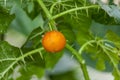 Solanum indicum