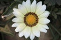 A White Zinnia Flower