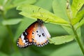 Monarch butterfly, milkweed butterfly Royalty Free Stock Photo