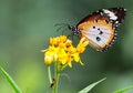 Monarch butterfly, milkweed butterfly Royalty Free Stock Photo