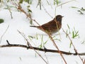 A dunnock in the snow