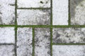 It's an old gray paving slab with moss between the seams. Abstract background. Royalty Free Stock Photo