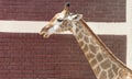 A Giraffe - Camelopard