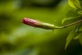 Hibiscus schizopetalus Flower Bud