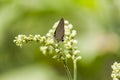 Small Summer Flower With Butterfly Royalty Free Stock Photo