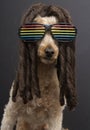 80's Poodle With Dreadlocks