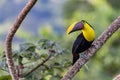 Swainson`s Toucan, Chestnut-mandibled Toucan seen near Tarcoles river, Costa Rica