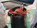 Live snow crabs & x28;Chionoecetes opilio& x29; in huge pan on the deck of tourist boat.