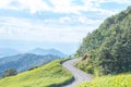 The S-shaped curved road on the mountain Background Yellow flower or Tithonia diversifolia A.Gray blossoming and tree .