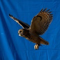 S sharp talons are visible as it glides through the air, and its Royalty Free Stock Photo