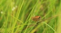 A small butterfly poses on a straw. Royalty Free Stock Photo