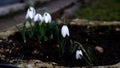 it\'s snowdrops time