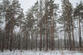 It`s snowing in the overcast pine forest