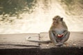 It`s Sunset, a Monkey holding orange skin