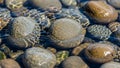 S surface creates light patterns revealing the pebbles polished Royalty Free Stock Photo