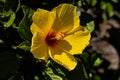 Hawaiian Hibiscus Tiki Time In Texas Royalty Free Stock Photo