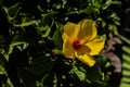 Hawaiian Hibiscus Tiki Time In Texas Royalty Free Stock Photo