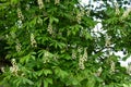 It`s time for the chestnuts to bloom in the tree park Royalty Free Stock Photo