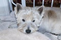 Time for the groomers - Dirty Westhighland White Terrier dog lying on bed by dog gate