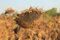 It`s time to harvest sunflower