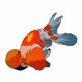 It\'s a very beautiful goldfish picture.