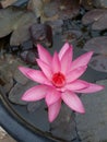 Waterlily lily Flower blooming in the tub