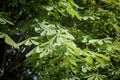 Closeup on a Castanea Sativa branch with a focus on a chestnut tree leaves of green color in summer.Also called sweet chestnut, Royalty Free Stock Photo