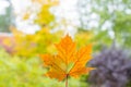 It's a very nice detail in nature. A big orange leaf with a heart-shaped hole on it up close. Autumn landscapes in