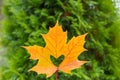 It's a very nice detail in nature. A big orange leaf with a heart-shaped hole on it up close .yellow maple leaf with Royalty Free Stock Photo