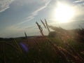 Field of rye under the sun