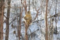 Golden snub-nosed monkey in China Royalty Free Stock Photo