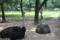 The world`s largest bird ostrich