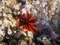 S76 Sea Urchin Royalty Free Stock Photo