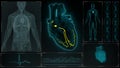 SA and AV Node signal in the Heart