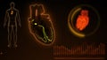 SA and AV Node signal in the Heart with Human Body