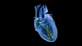 SA and AV Node Signals in the Heart in Slow motion