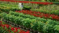 Farmer water the plants at daisy flower farm. SA D