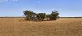 SA fields of gold and trees Royalty Free Stock Photo