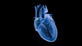 SA Node Signals or Pacemaker of the Heart in Slow motion