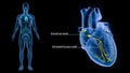 SA Node and AV Node in the Heart