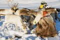 Saami man feeds arctic reindeers in deep snow winter in Tromso region, Northern Norway. Royalty Free Stock Photo