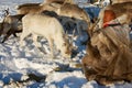 Saami man feeds arctic reindeers in deep snow winter in Tromso region, Northern Norway. Royalty Free Stock Photo