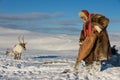 Saami man feeds reindeers in deep snow winter, Tromso region, Northern Norway. Royalty Free Stock Photo