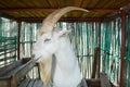 Saanen Billygoat Royalty Free Stock Photo