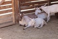 Saanen Goat, Capra aegagrus hircus Royalty Free Stock Photo