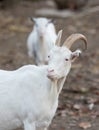Saanen goat on the farm Royalty Free Stock Photo
